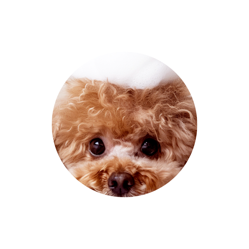 WEBUTLERS BB Fluffy Fluffy Mild Pet Shampoo Webutlers